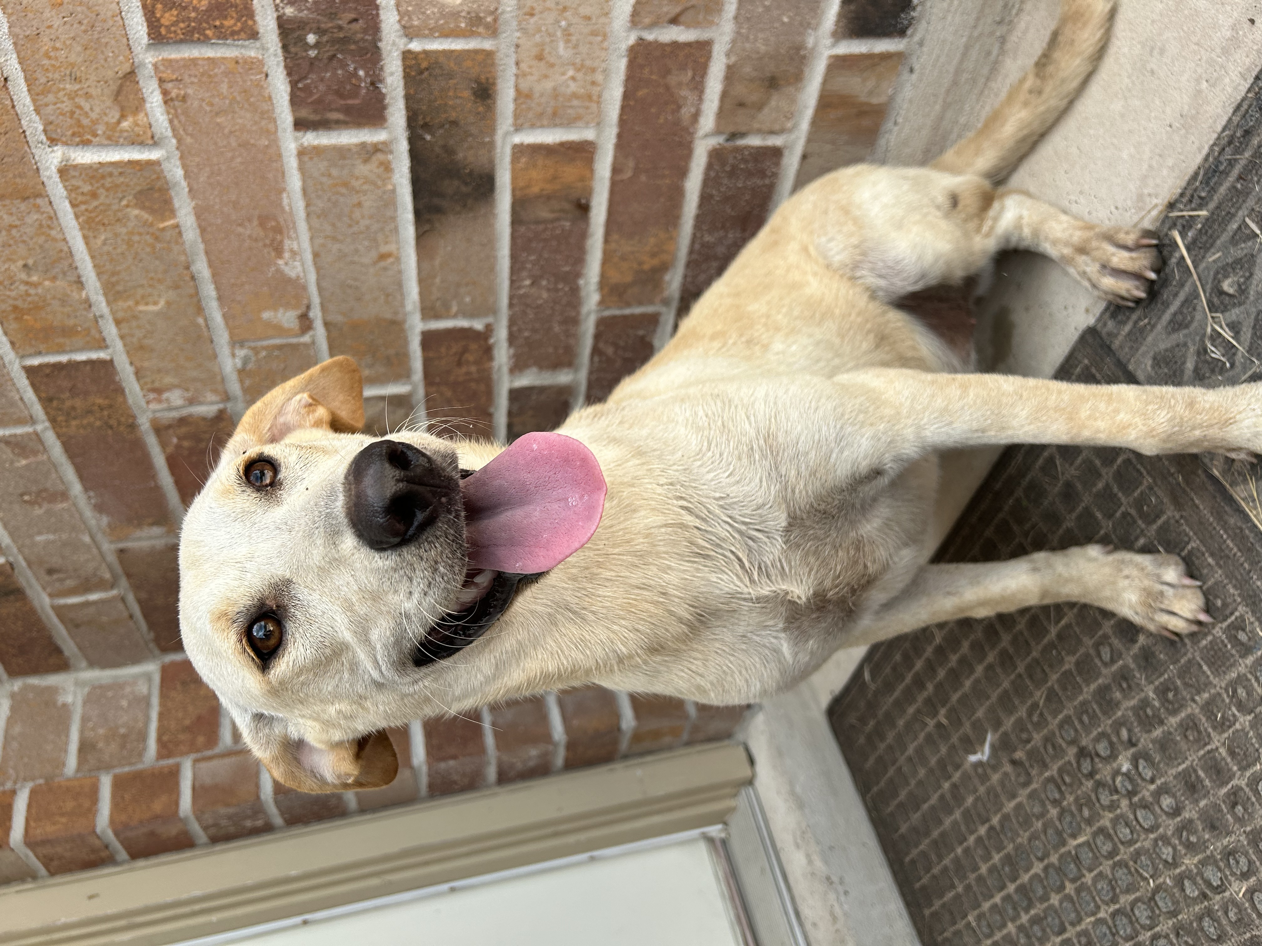 Ginny, an adoptable Labrador Retriever in Harlingen, TX, 78550 | Photo Image 3