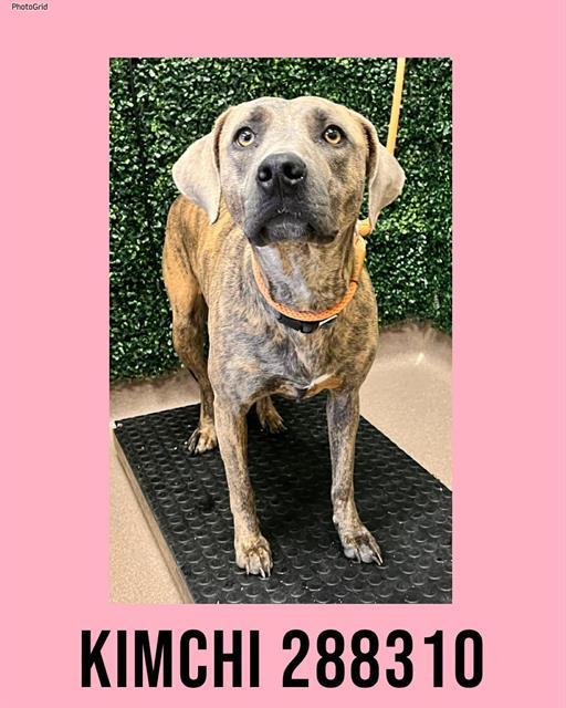 KIMCHI, Adoptable, Young Female Mixed Breed.