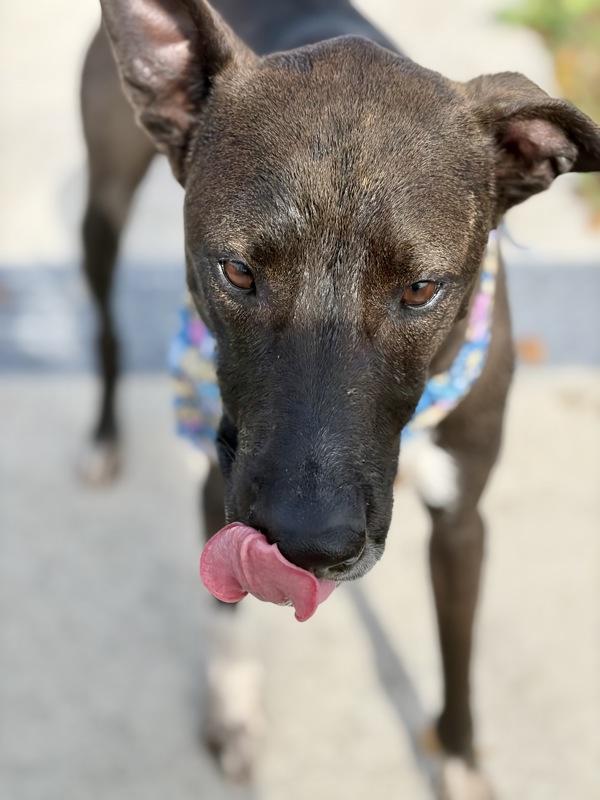 Lucas, Adoptable, Adult Male Greyhound.