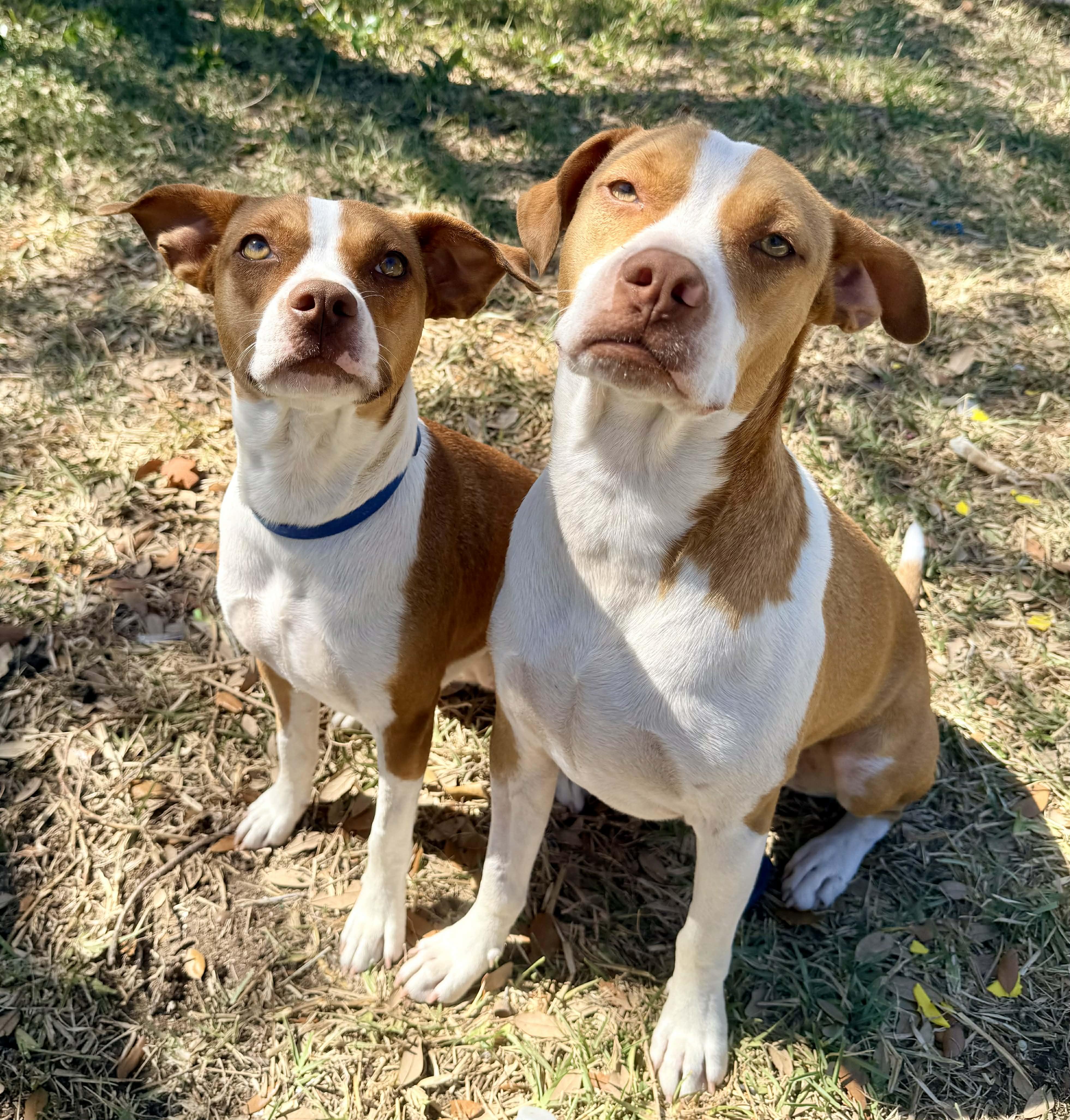 Savvy and Presley - Bonded Pair! photo