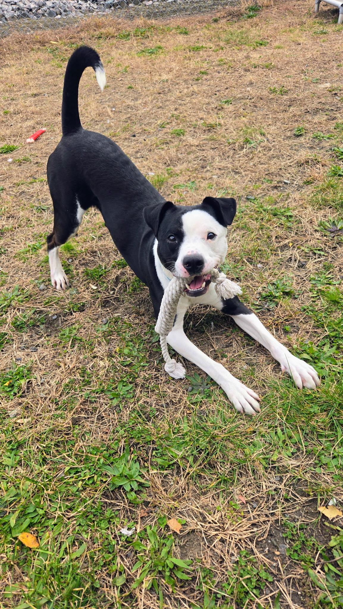 Ezra, a Adoptable Mixed Breed in Providence, RI image 2/4