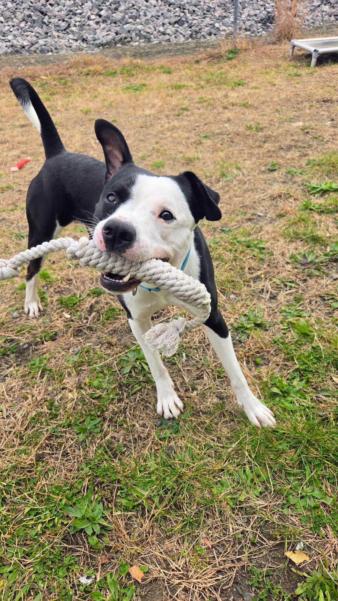 Ezra, a Adoptable Mixed Breed in Providence, RI image 3/4