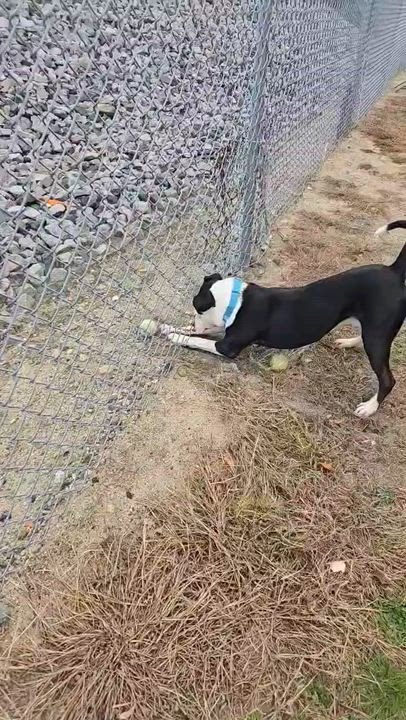 Enlarge Ezra, a Adoptable Mixed Breed in Providence, RI video 4/4