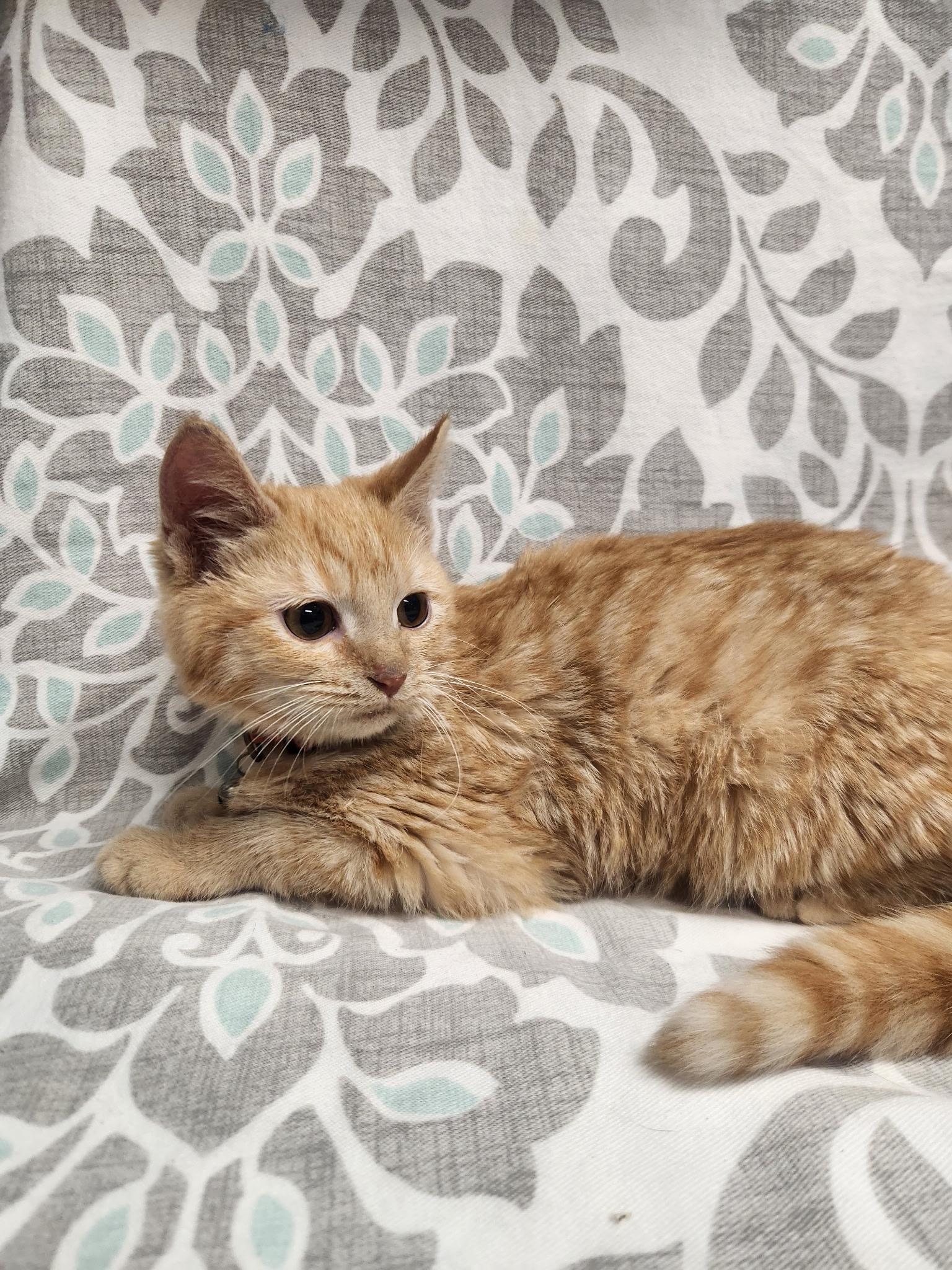 Raja, a Adoptable American Shorthair image 2/2