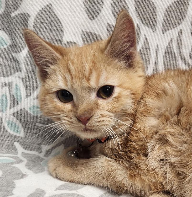 Raja, a Adoptable American Shorthair image 1/2