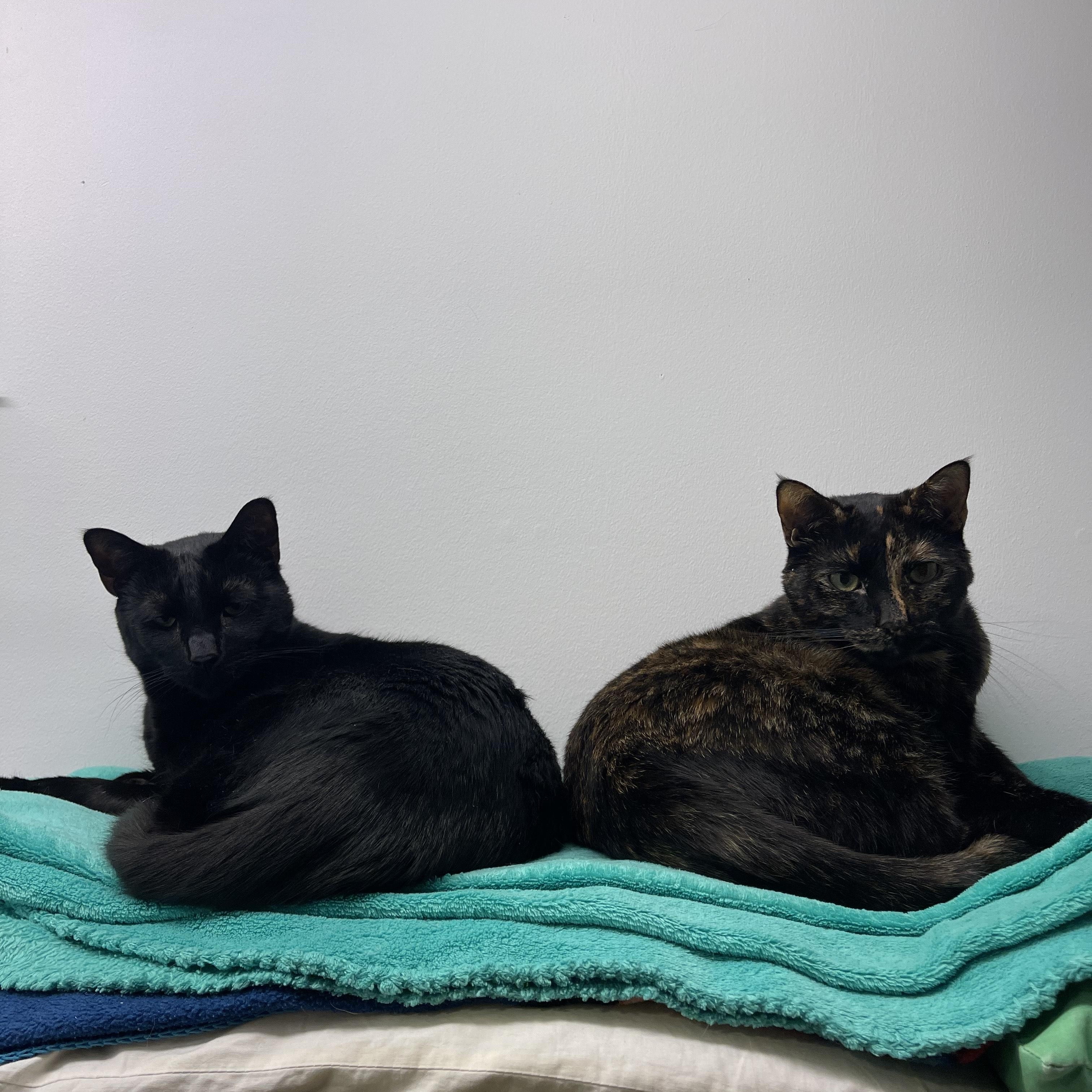 Enlarge Archie and olivia, a Adoptable mixed breed in North East, MD image 1/3