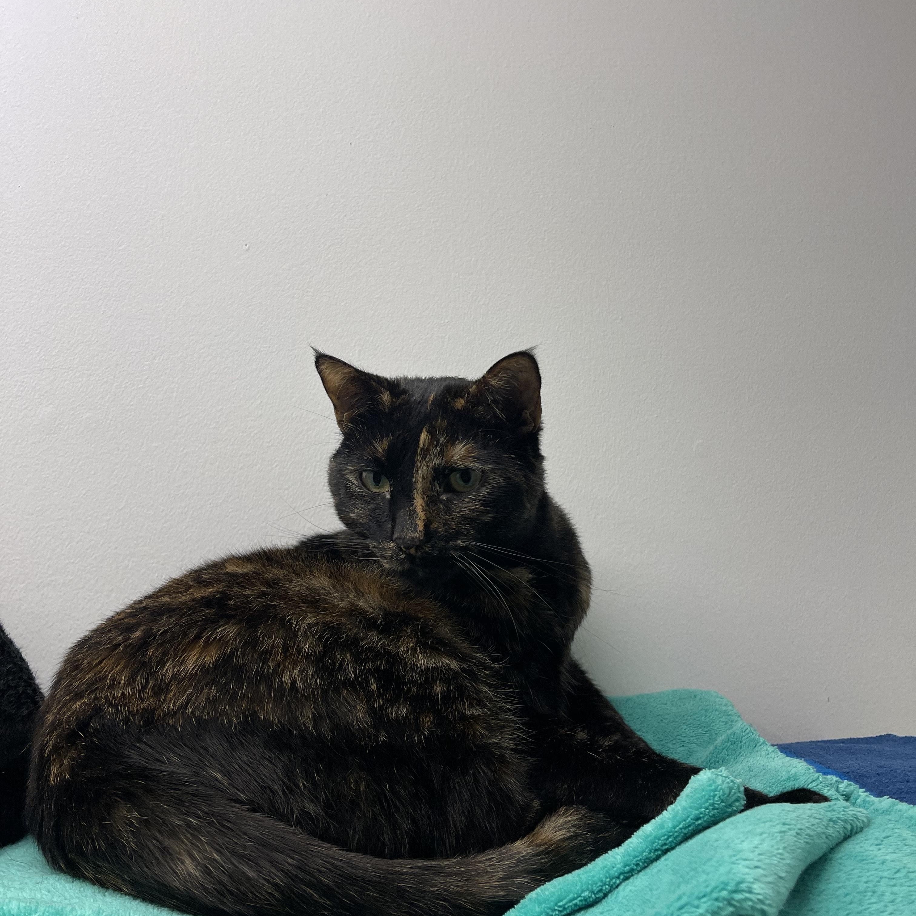 Archie and olivia, Adoptable, Adult Male Domestic Short Hair.