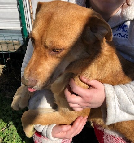 THEODORE aka THEO!!!, a Adoptable mixed breed in Owensboro, KY image 1/12