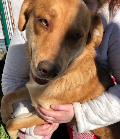 THEODORE aka THEO!!!, a Adoptable mixed breed in Owensboro, KY image 2/12