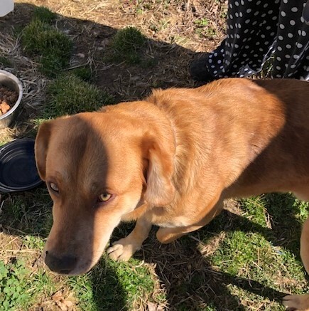 THEODORE aka THEO!!!, a Adoptable mixed breed in Owensboro, KY image 4/12