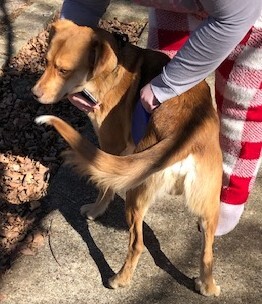 THEODORE aka THEO!!!, a Adoptable mixed breed in Owensboro, KY image 5/12