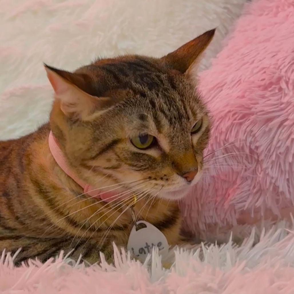 Latte — thumbnail 2