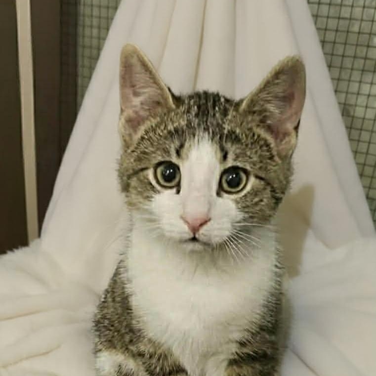 MISTEL, adopted, Kitten Male Domestic Short Hair.