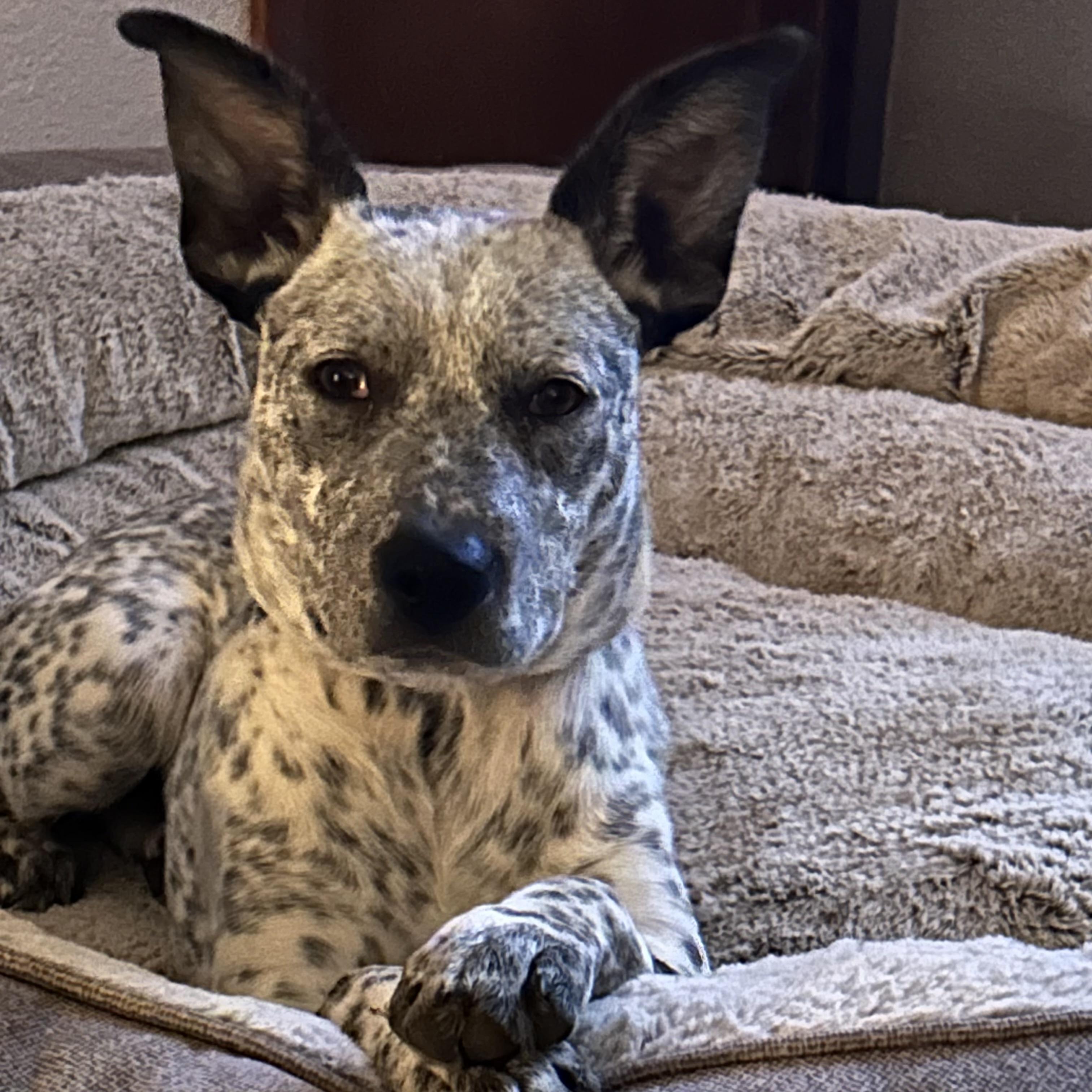 Nyx, Baby Female Australian Cattle Dog / Blue Heeler