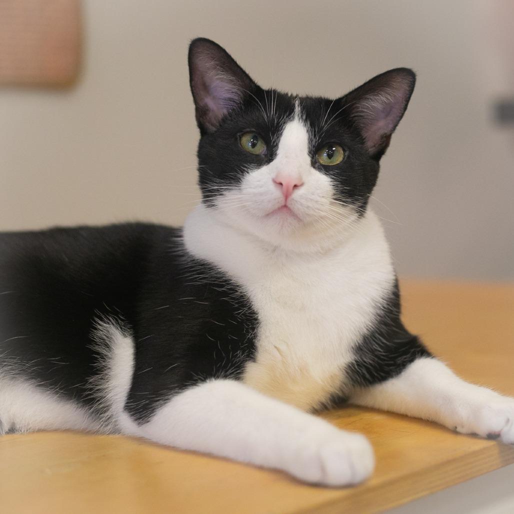 Enlarge Napoli, a Adoptable Domestic Short Hair in Ponte Vedra, FL image 2/3