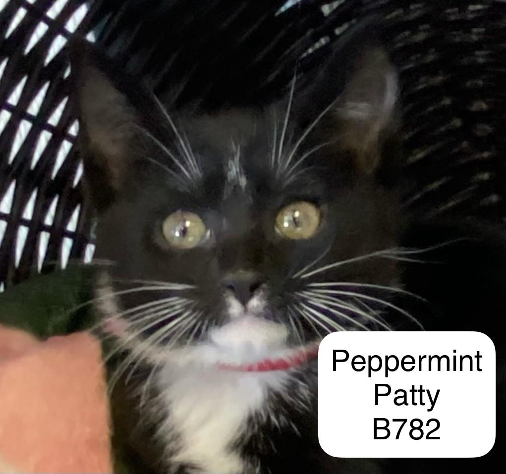 Peppermint, ADOPTABLE, Kitten Female Domestic Short Hair.