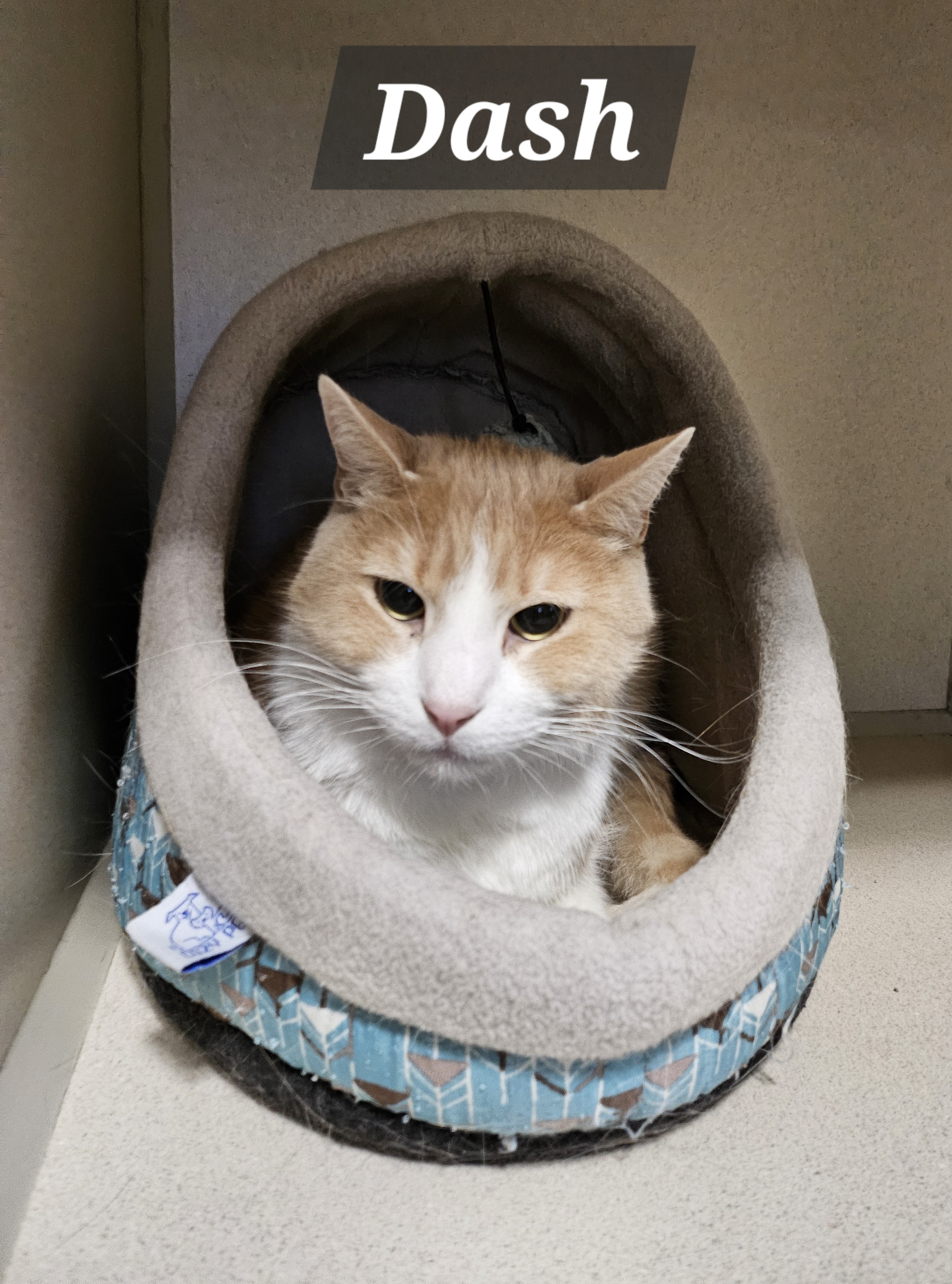 Enlarge Dash, an adoptable Domestic Short Hair in Lincoln, IL image 1/3