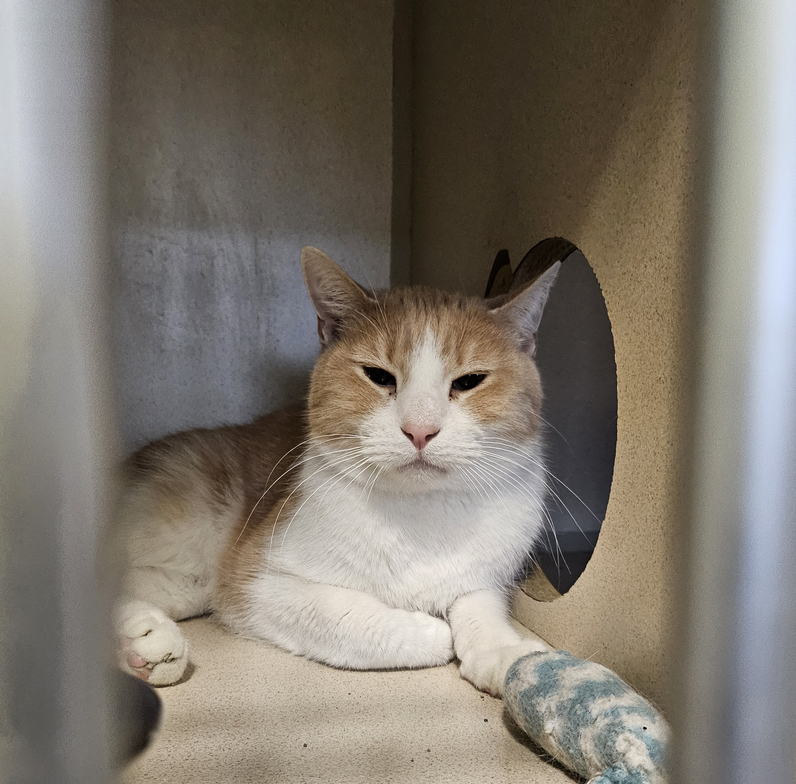 Enlarge Dash, an adoptable Domestic Short Hair in Lincoln, IL image 2/3