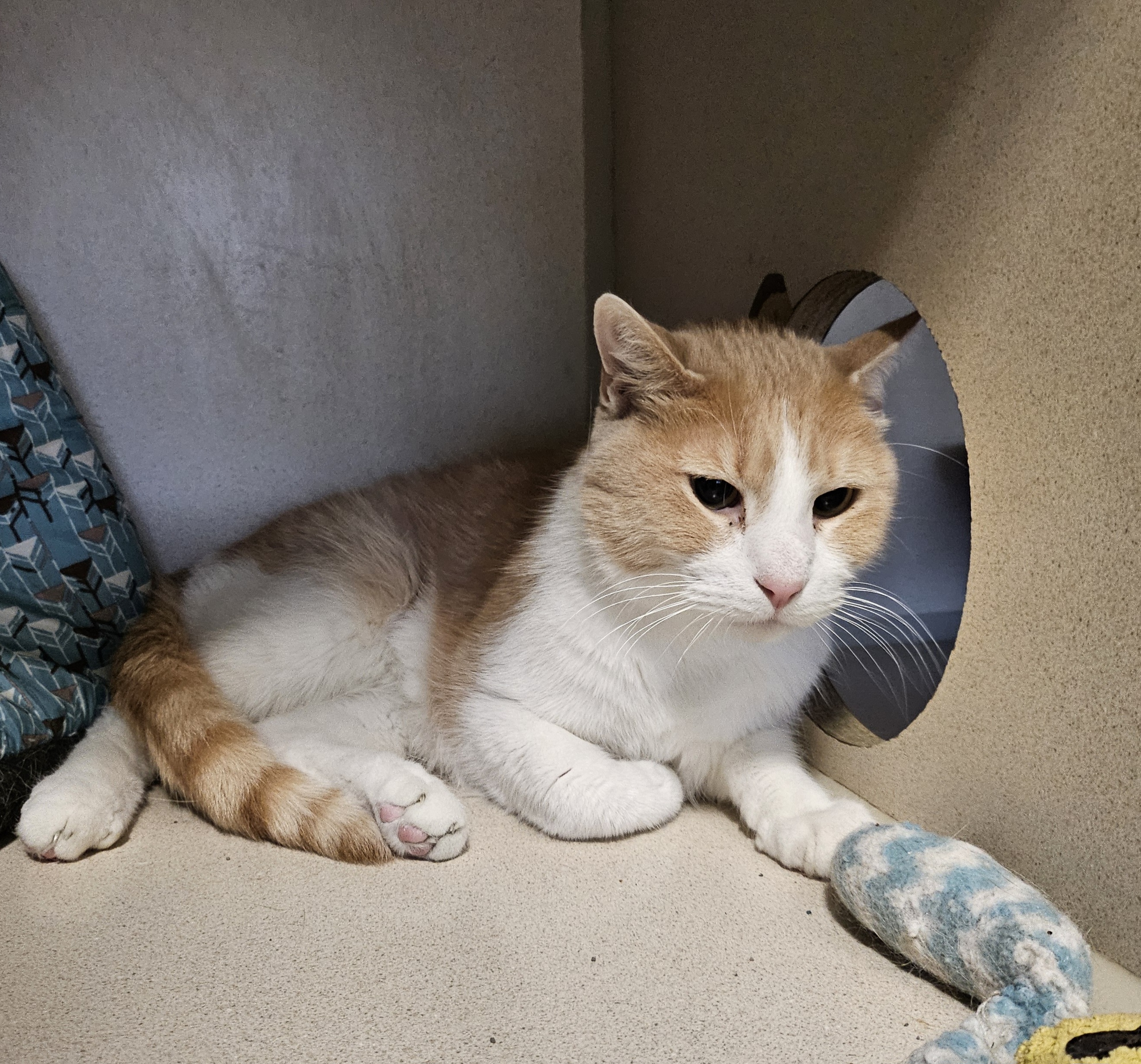 Enlarge Dash, an adoptable Domestic Short Hair in Lincoln, IL image 3/3