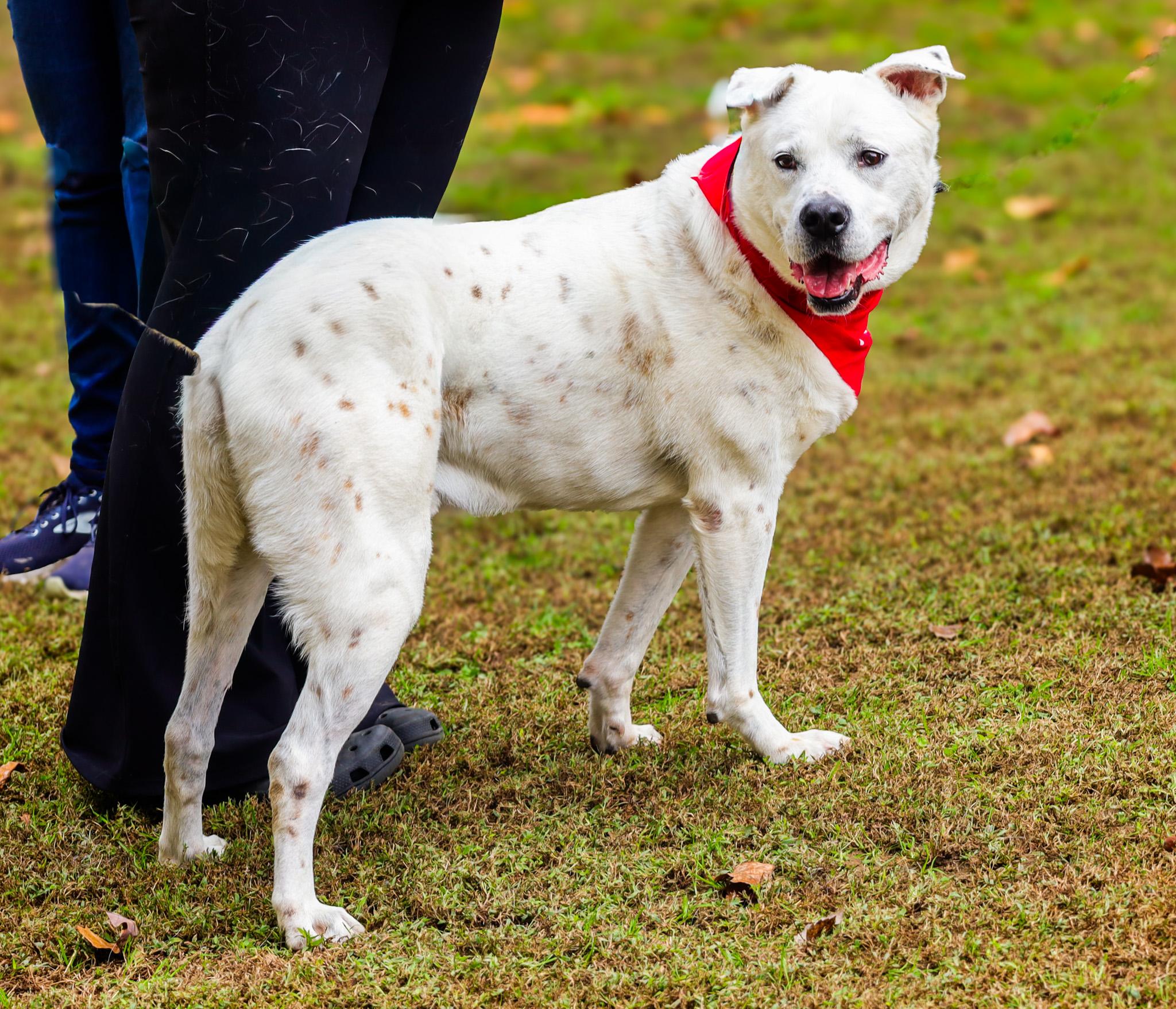 Fish, Adoptable, Adult Male German Shorthaired Pointer.