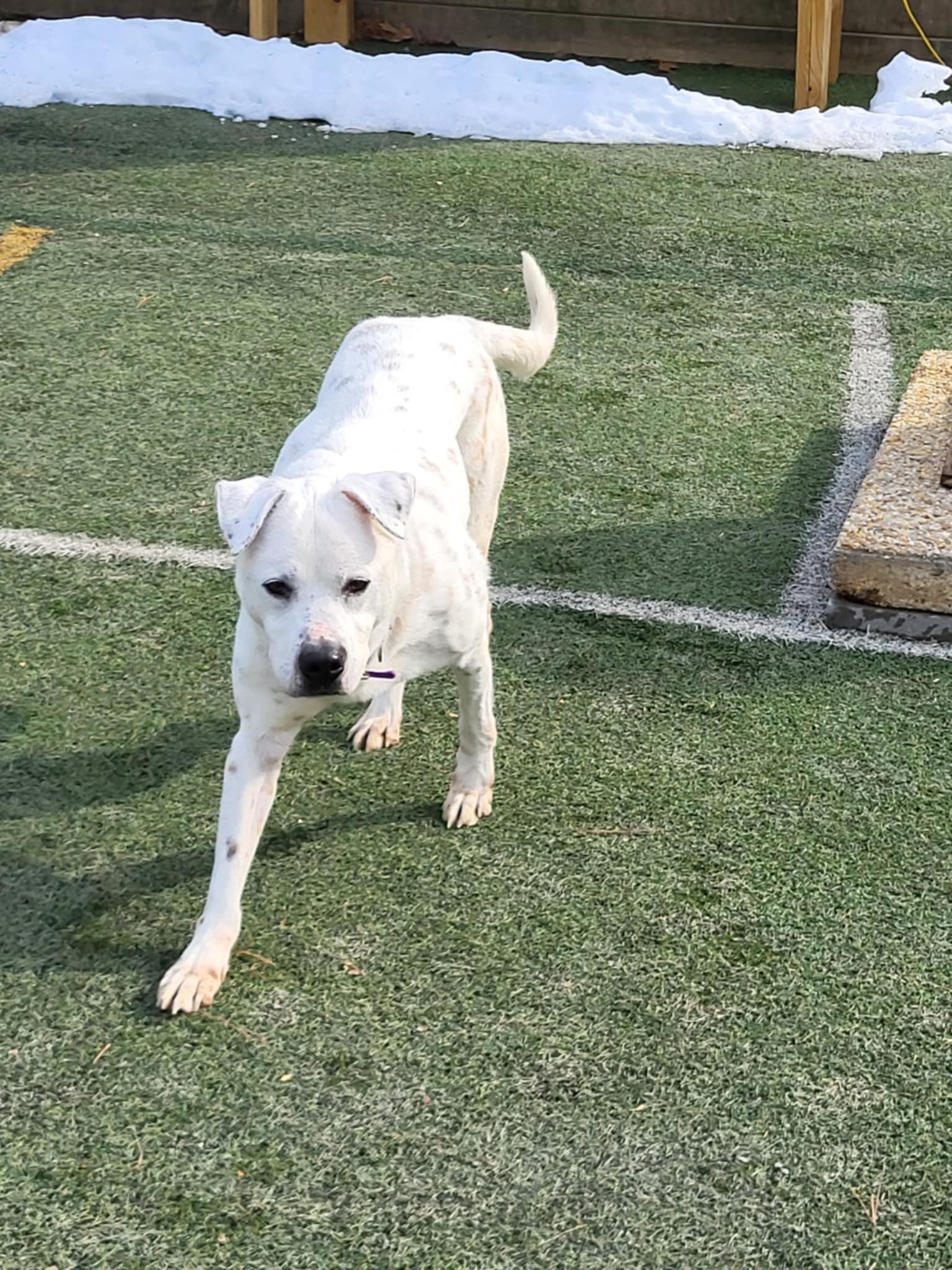 Fish, a Adoptable mixed breed in Prince Frederick, MD image 4/6