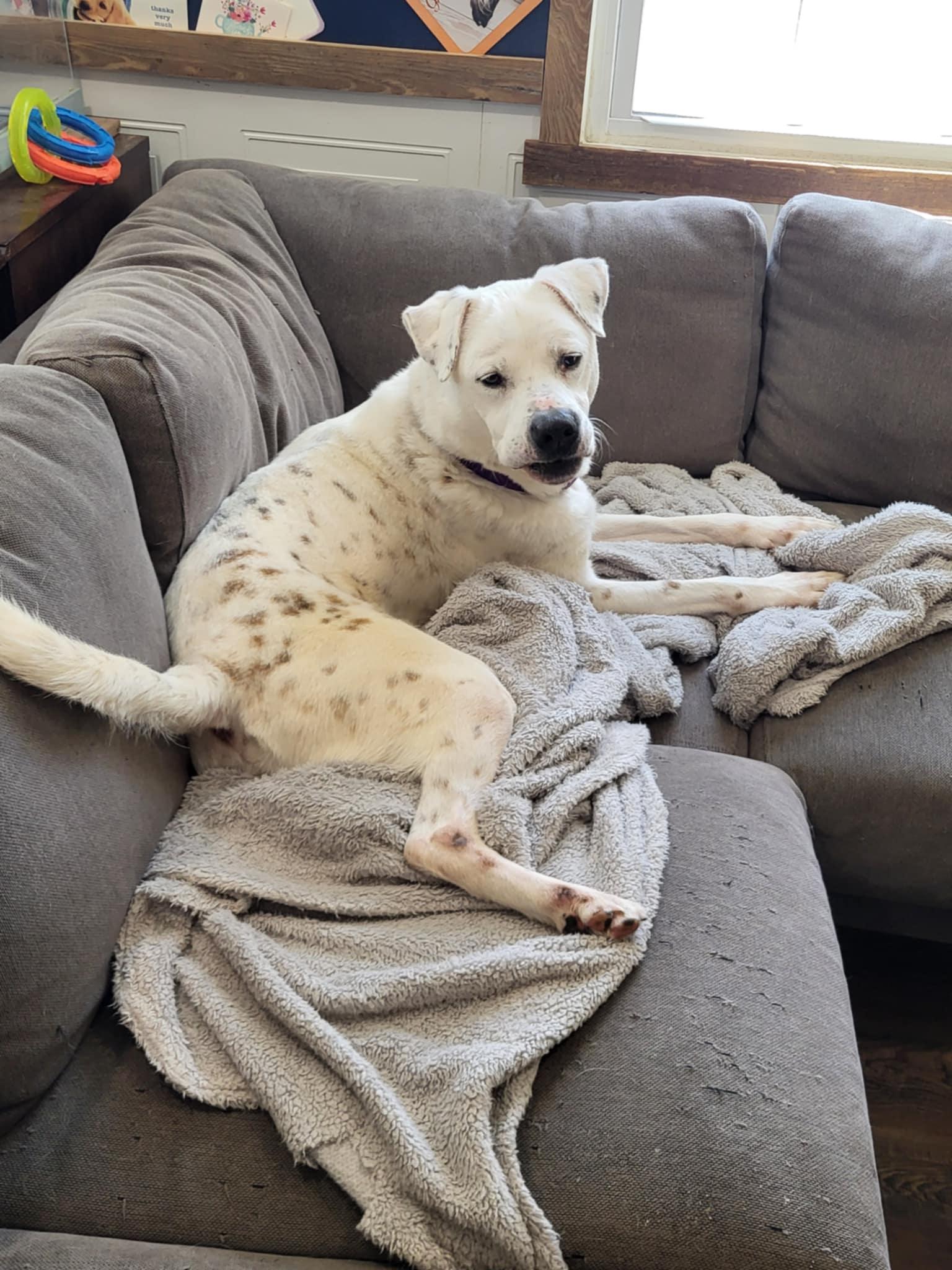 Fish, a Adoptable mixed breed in Prince Frederick, MD image 5/6