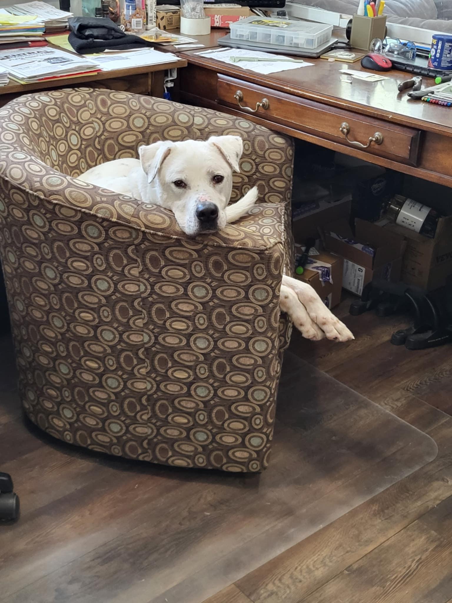 Fish, a Adoptable mixed breed in Prince Frederick, MD image 6/6