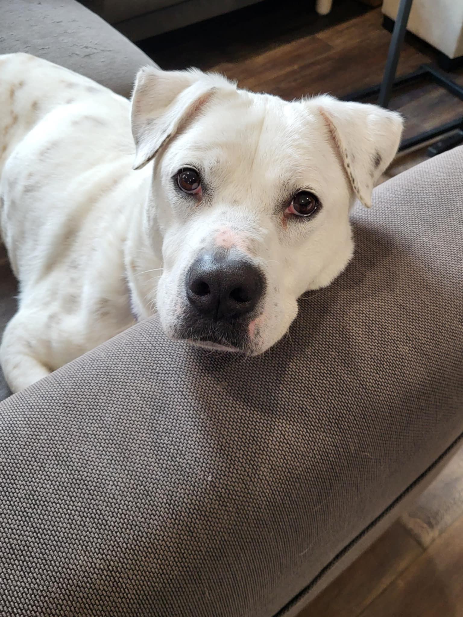 Fish, a Adoptable mixed breed in Prince Frederick, MD image 2/6