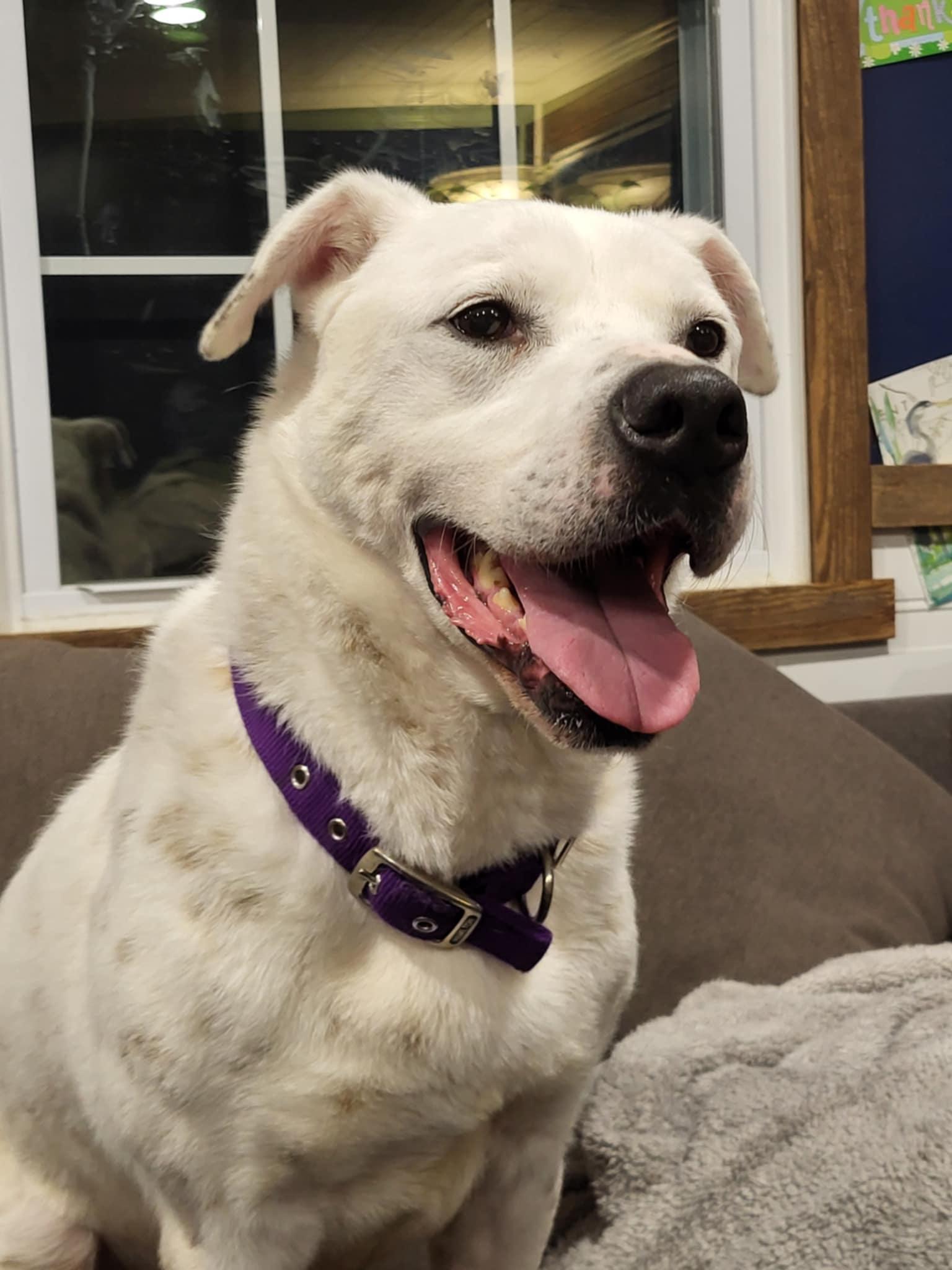 Fish, a Adoptable mixed breed in Prince Frederick, MD image 3/6