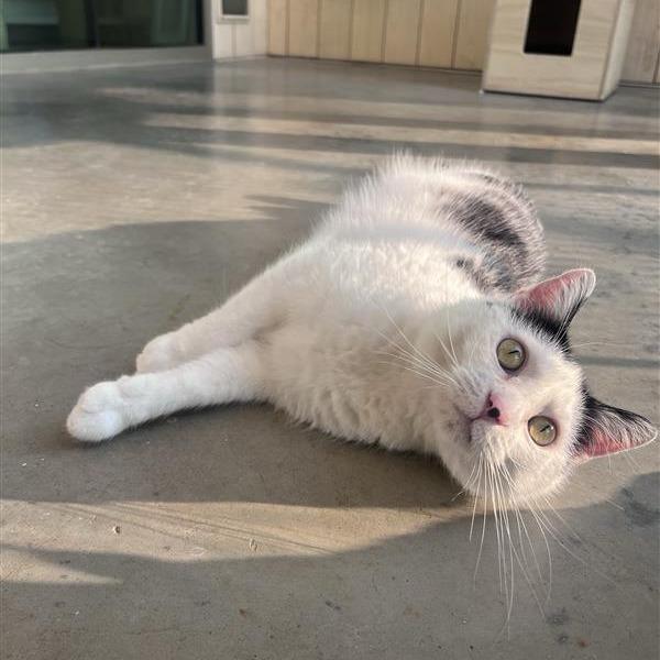 Macey, a Adoptable Domestic Short Hair in Bentonville, AR image 4/6