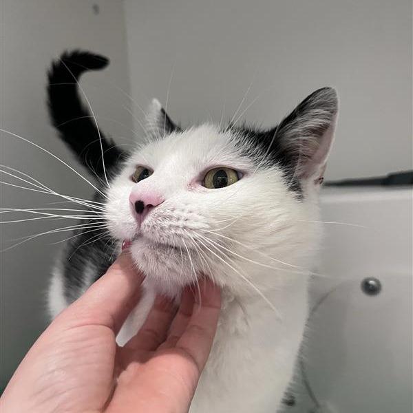 Enlarge Macey, a Adoptable Domestic Short Hair in Bentonville, AR image 4/6
