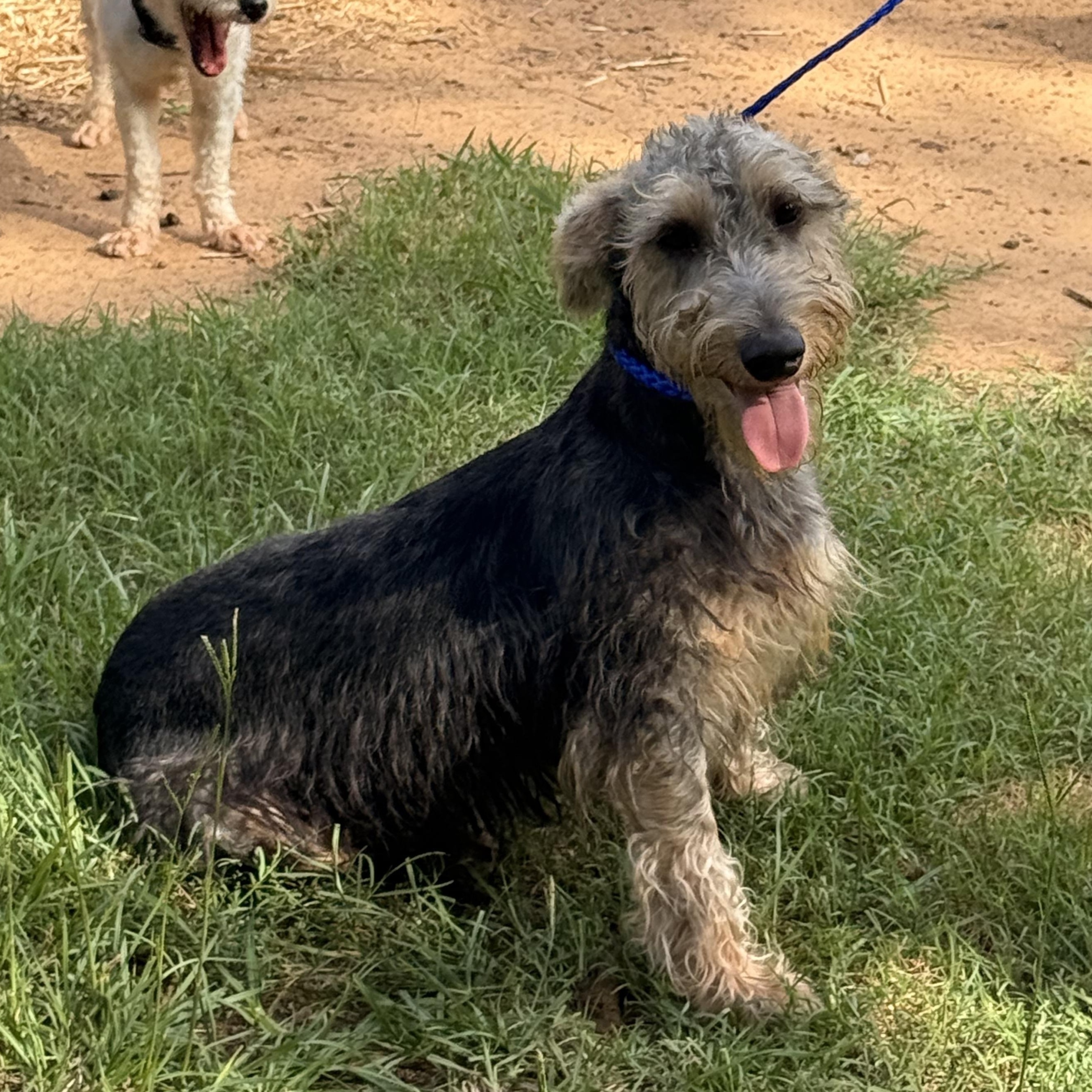 Enlarge Jedi, a ADOPTABLE mixed breed in Texarkana, TX image 5/6
