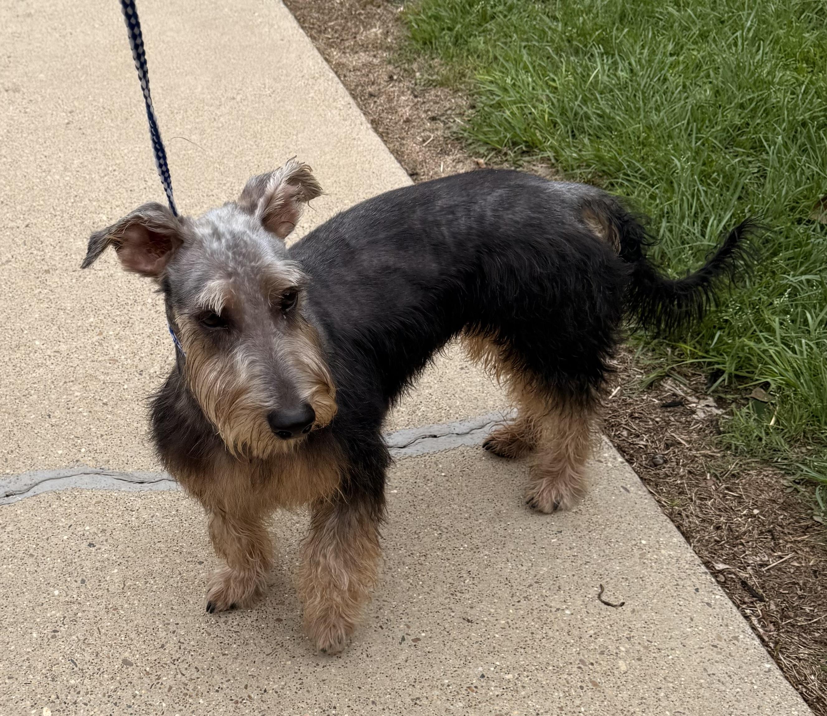 Enlarge Jedi, a ADOPTABLE mixed breed in Texarkana, TX image 1/2