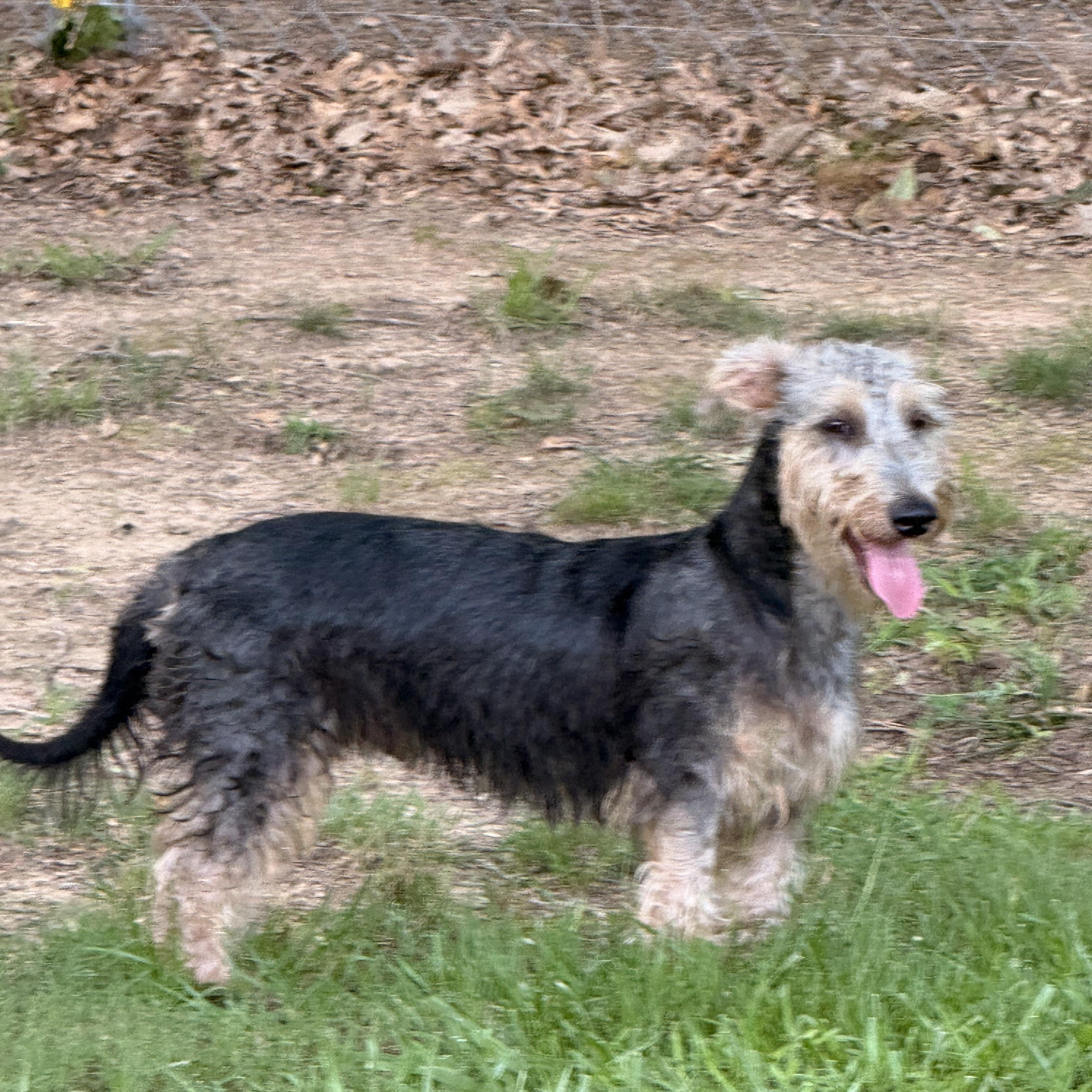 Enlarge Jedi, a ADOPTABLE mixed breed in Texarkana, TX image 6/6