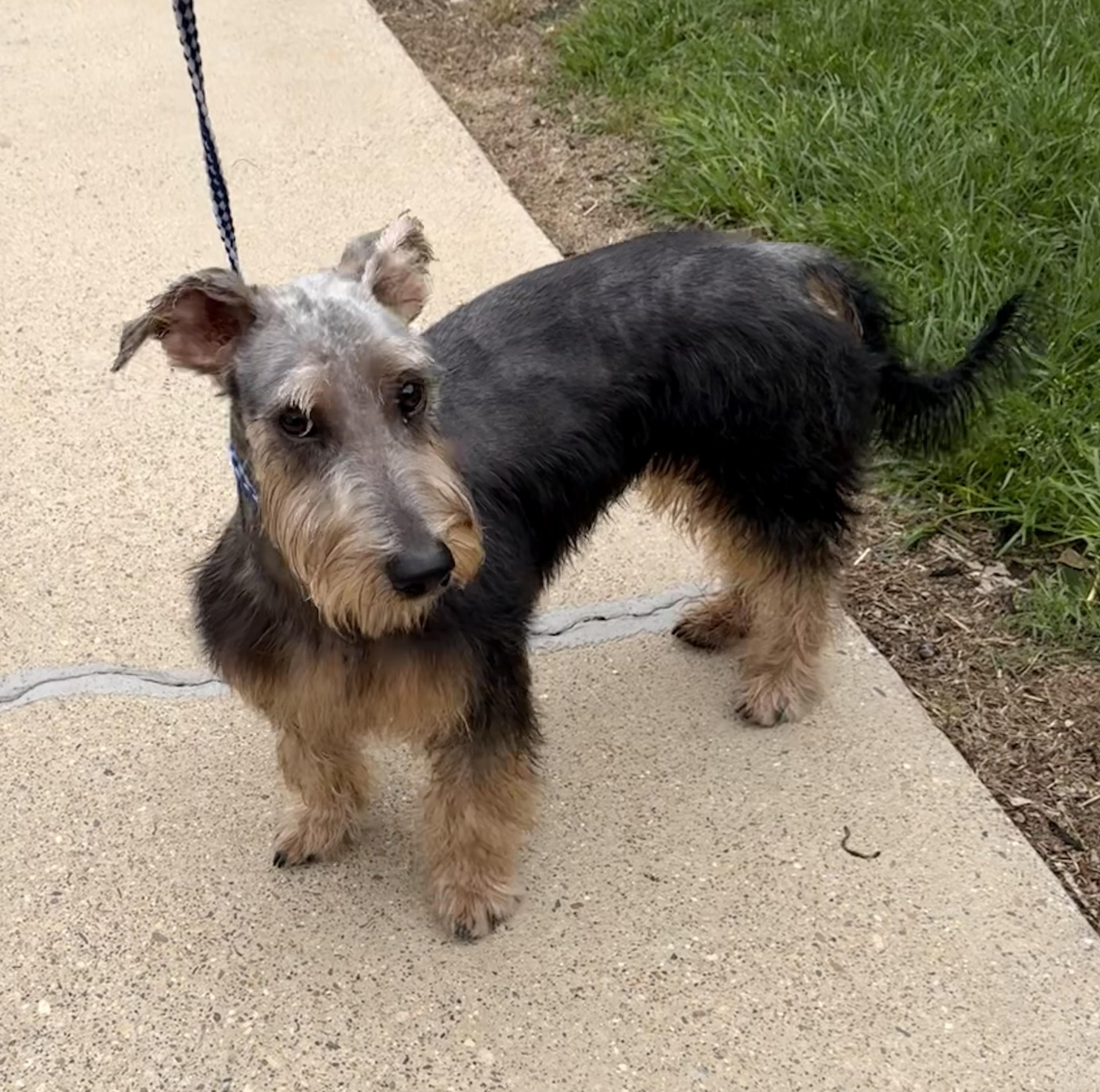 Enlarge Jedi, a ADOPTABLE mixed breed in Texarkana, TX image 2/2