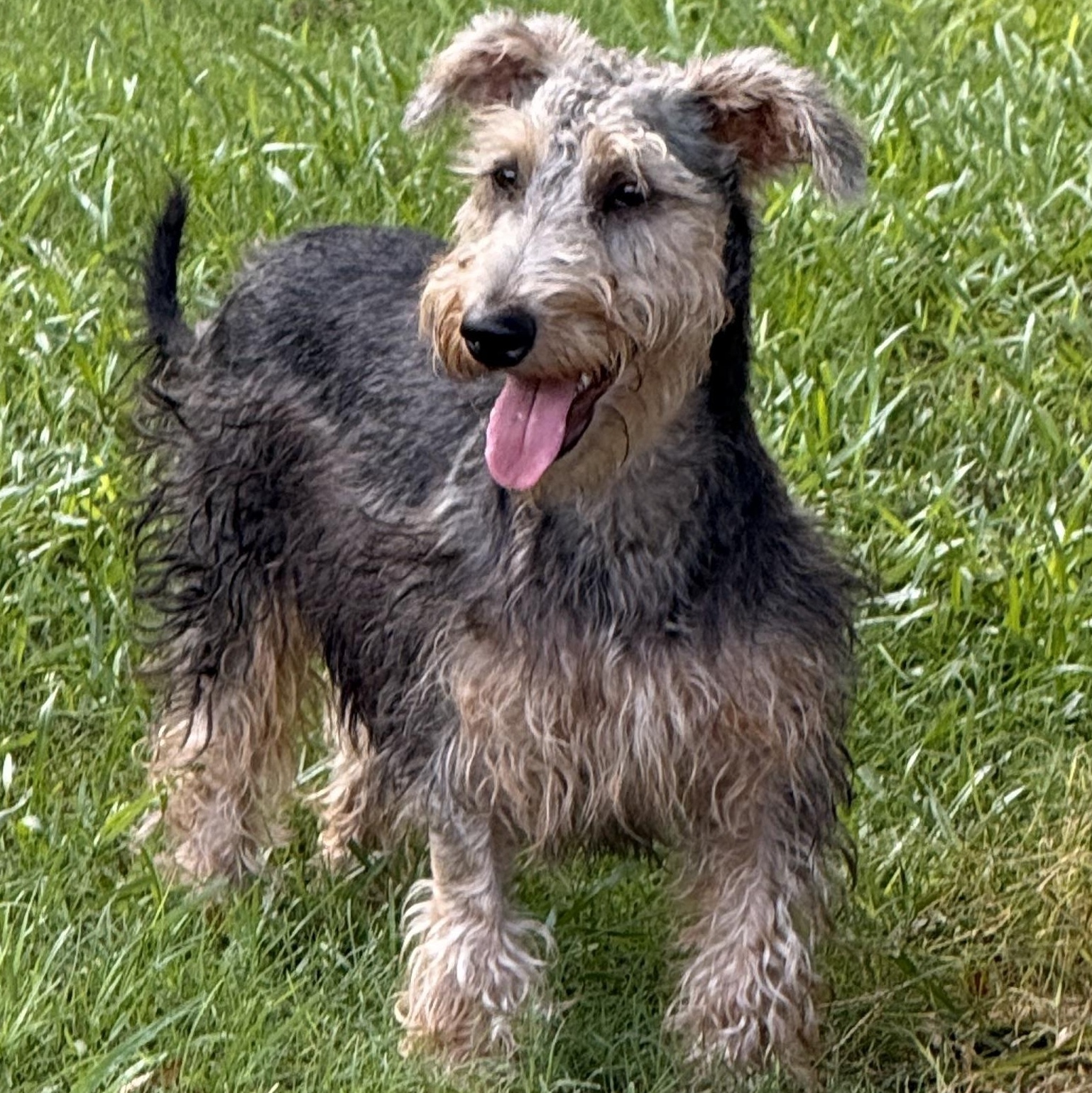Jedi, ADOPTABLE, Young Male Miniature Schnauzer.