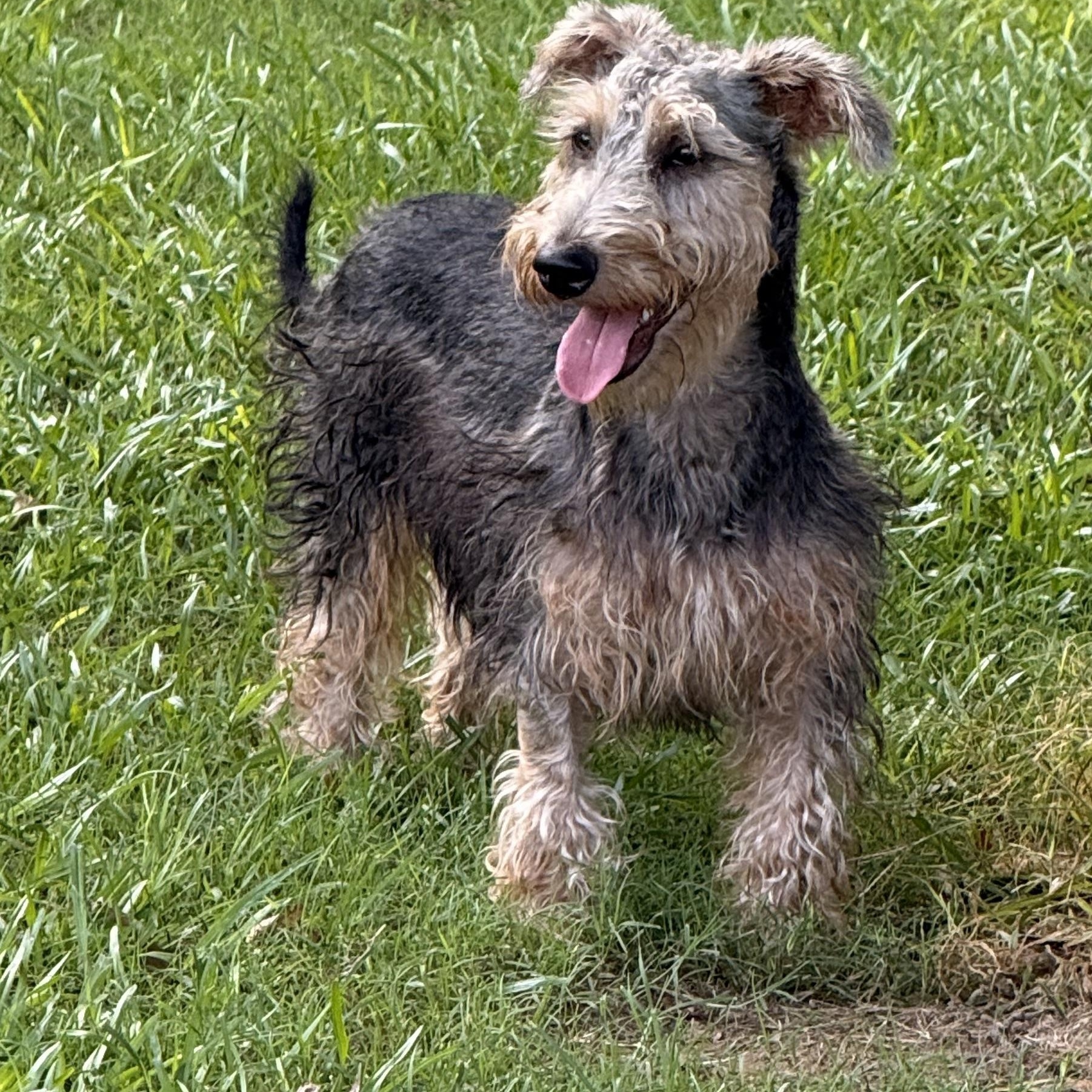 Enlarge Jedi, a ADOPTABLE mixed breed in Texarkana, TX image 4/6