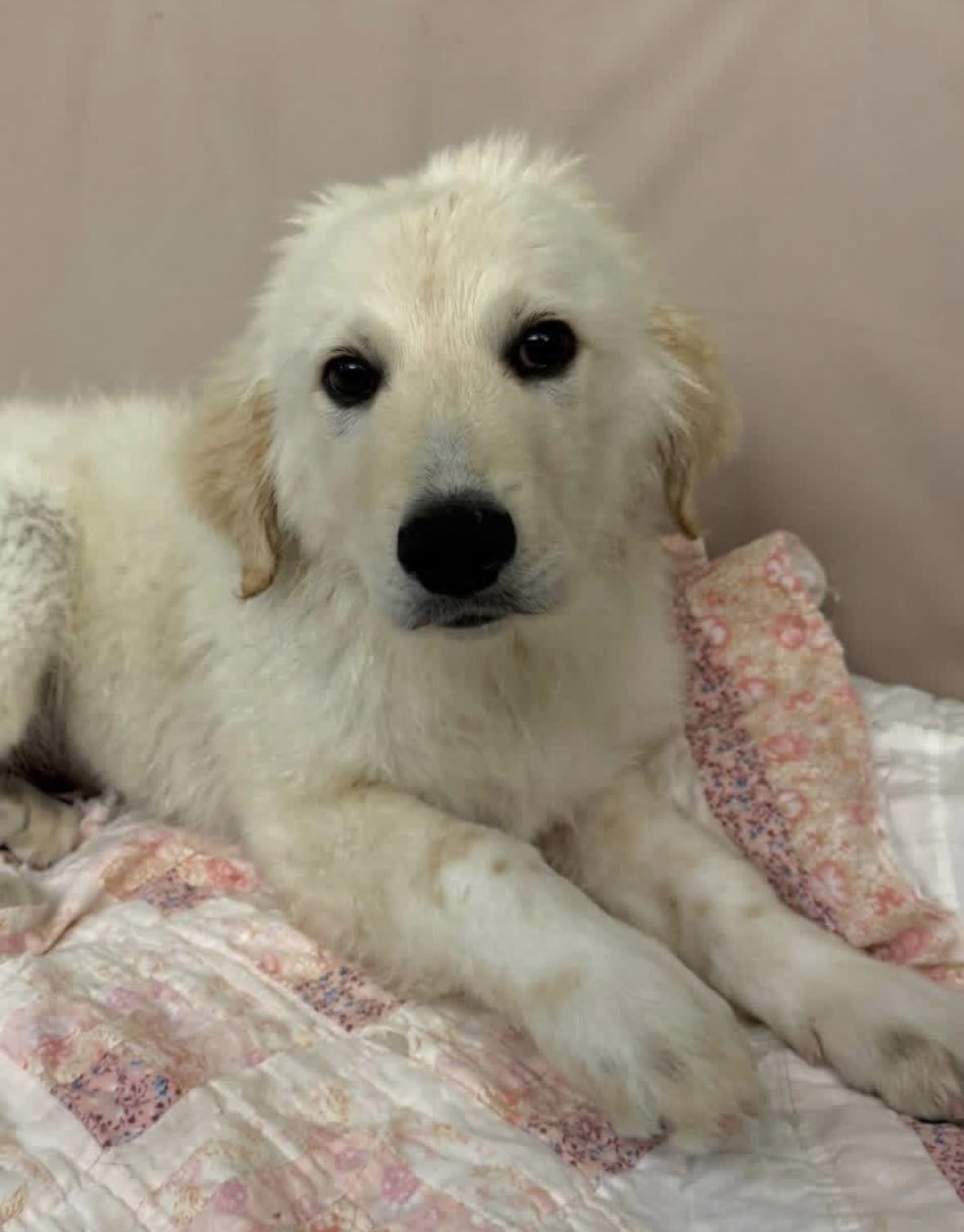 Jim , adopted, Young Male Great Pyrenees.