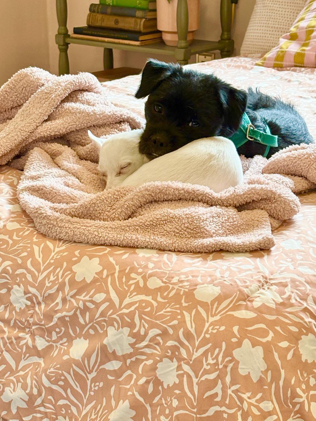 Enlarge Snickers, a Adoptable mixed breed in tigard, OR image 3/6