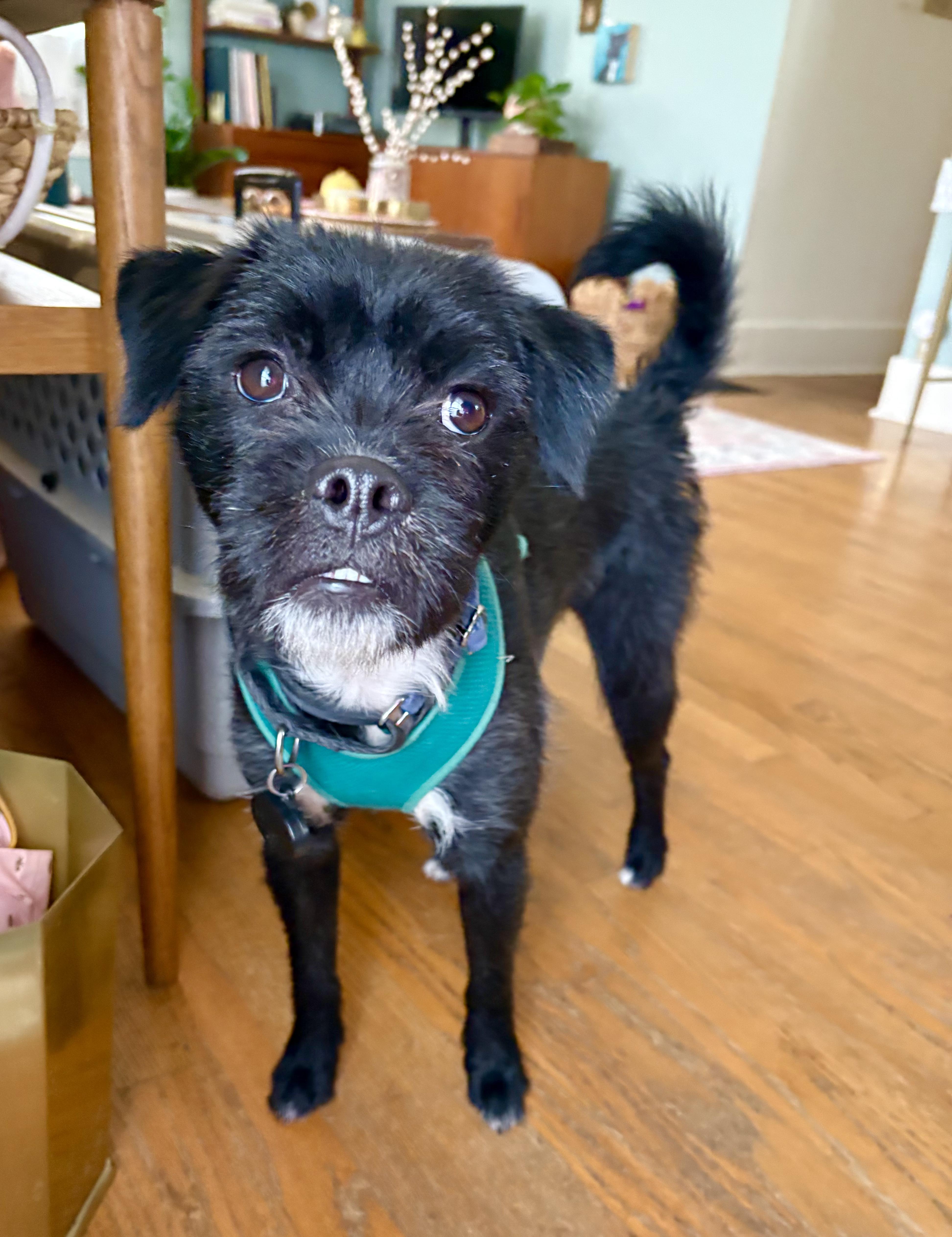 Enlarge Snickers, a Adoptable mixed breed in tigard, OR image 2/6