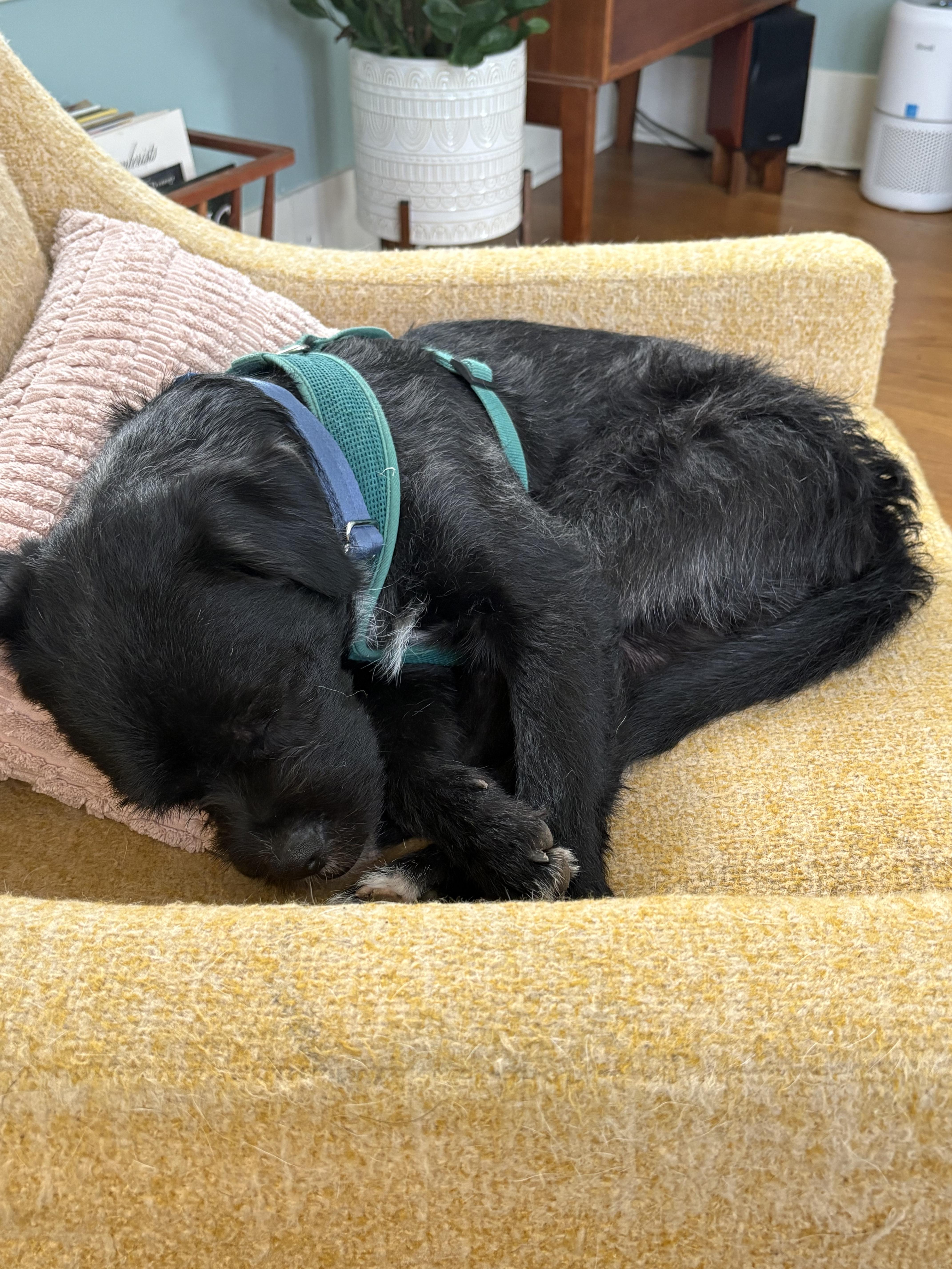 Enlarge Snickers, a Adoptable mixed breed in tigard, OR image 1/6