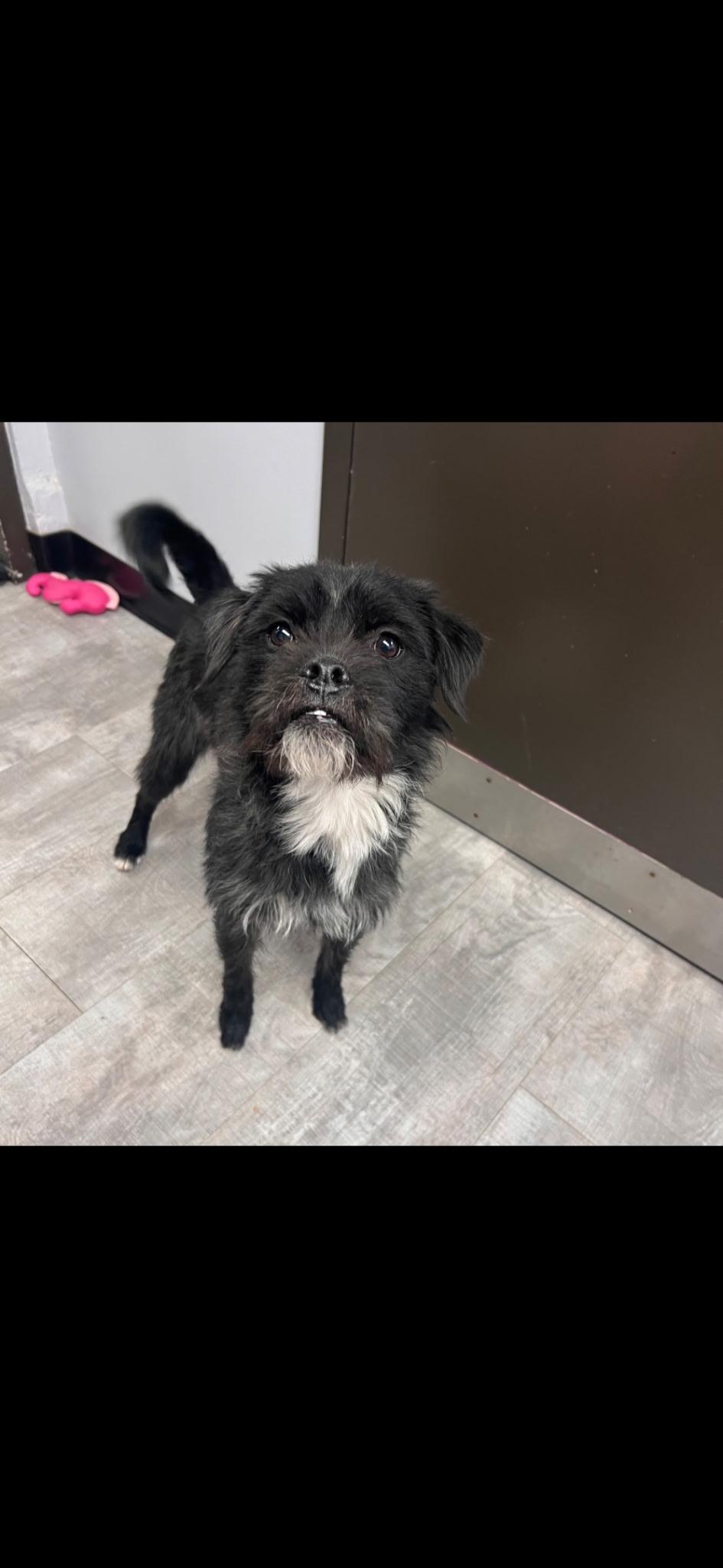 Enlarge Snickers, a Adoptable mixed breed in tigard, OR image 4/6