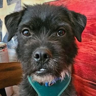 Enlarge Snickers, a Adoptable mixed breed in tigard, OR image 5/6