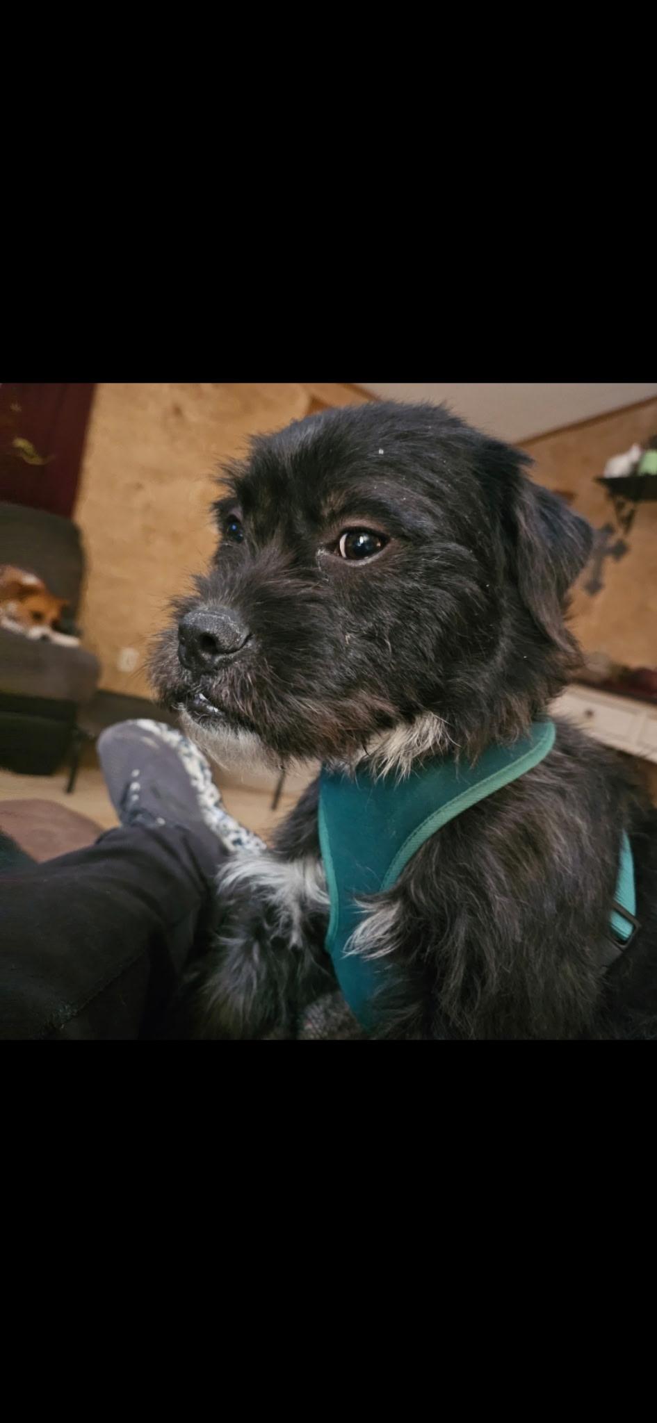 Enlarge Snickers, a Adoptable mixed breed in tigard, OR image 6/6