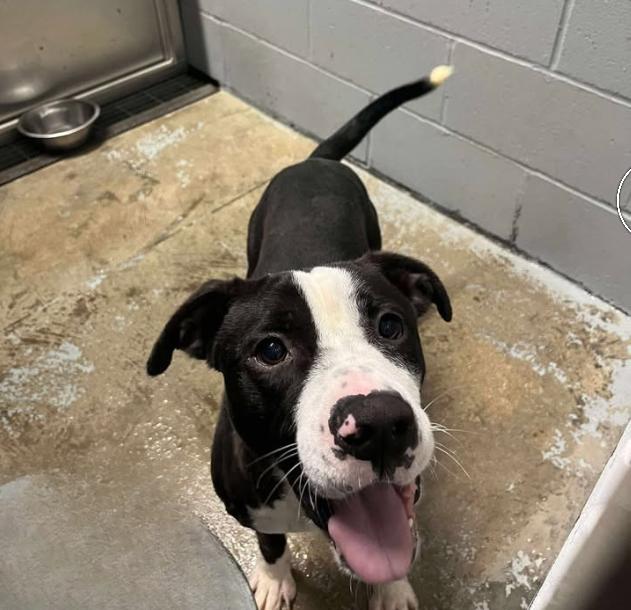 Oreo, an adopted mixed breed in Mullins, SC image 1/3