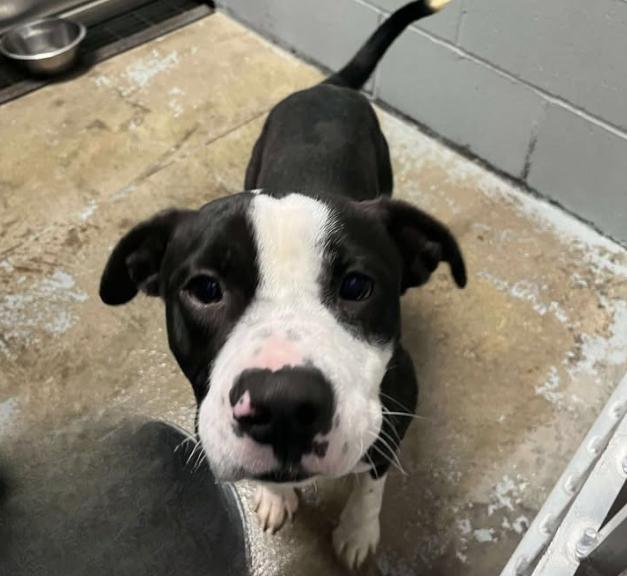 Oreo, an adopted mixed breed in Mullins, SC image 2/3