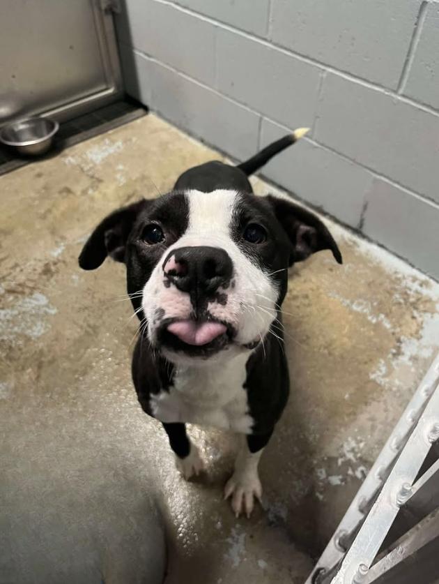 Oreo, an adopted mixed breed in Mullins, SC image 3/3