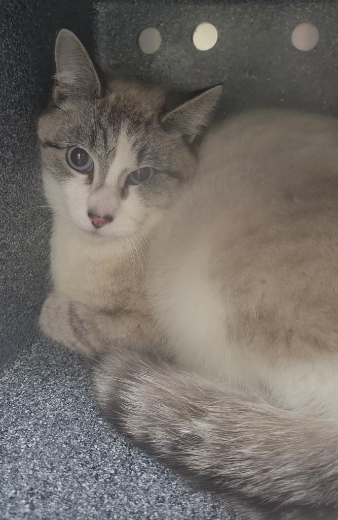 Enlarge T Cat 26-0121, a Adoptable mixed breed in Heber City, UT image 1/1