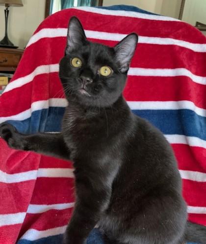 Miller, Adoptable, Young Male Domestic Short Hair & Domestic Short Hair.