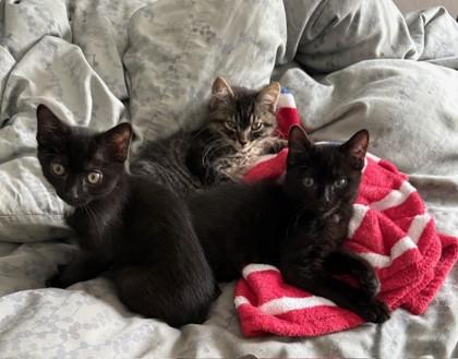 Enlarge Miller, a Adoptable Domestic Short Hair in Encinitas, CA image 2/3